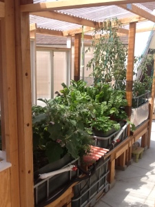 happy plants inside aquaponic greenhouse